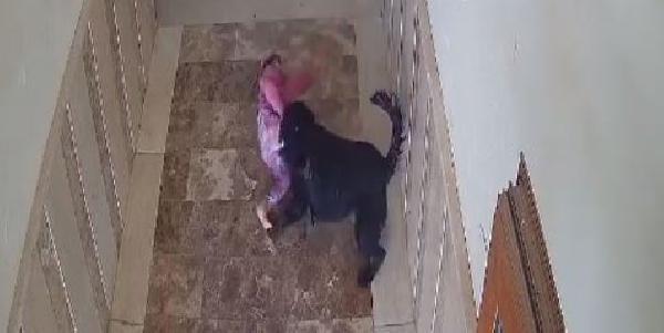 Şırnak’ta apartmanın koridorunda oynayan küçük çocuğa köpek saldırdı..