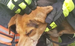 Trabzon’da dereye düşerek yaralanan köpeği itfaiye eri sırtında taşıdı.