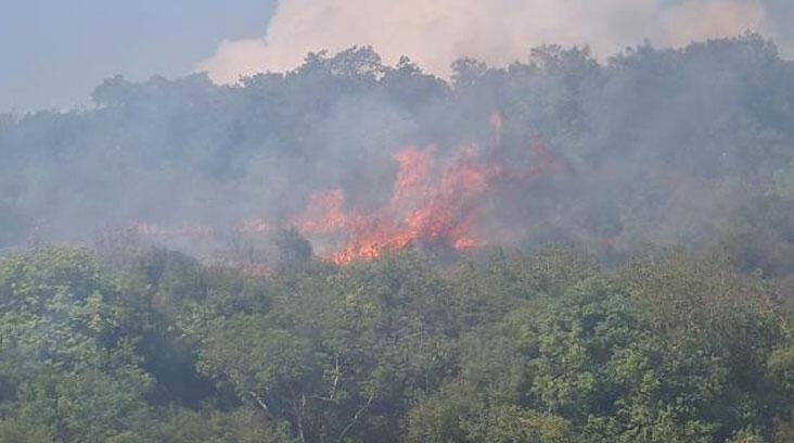 Kocaeli’de orman yangını