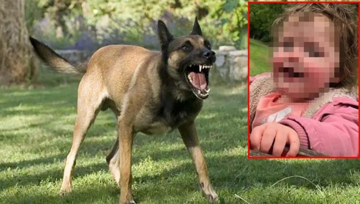 Evinin bahçesinde köpeğin saldırısına uğrayan 4 yaşındaki kız çocuğu hayatını kaybetti..